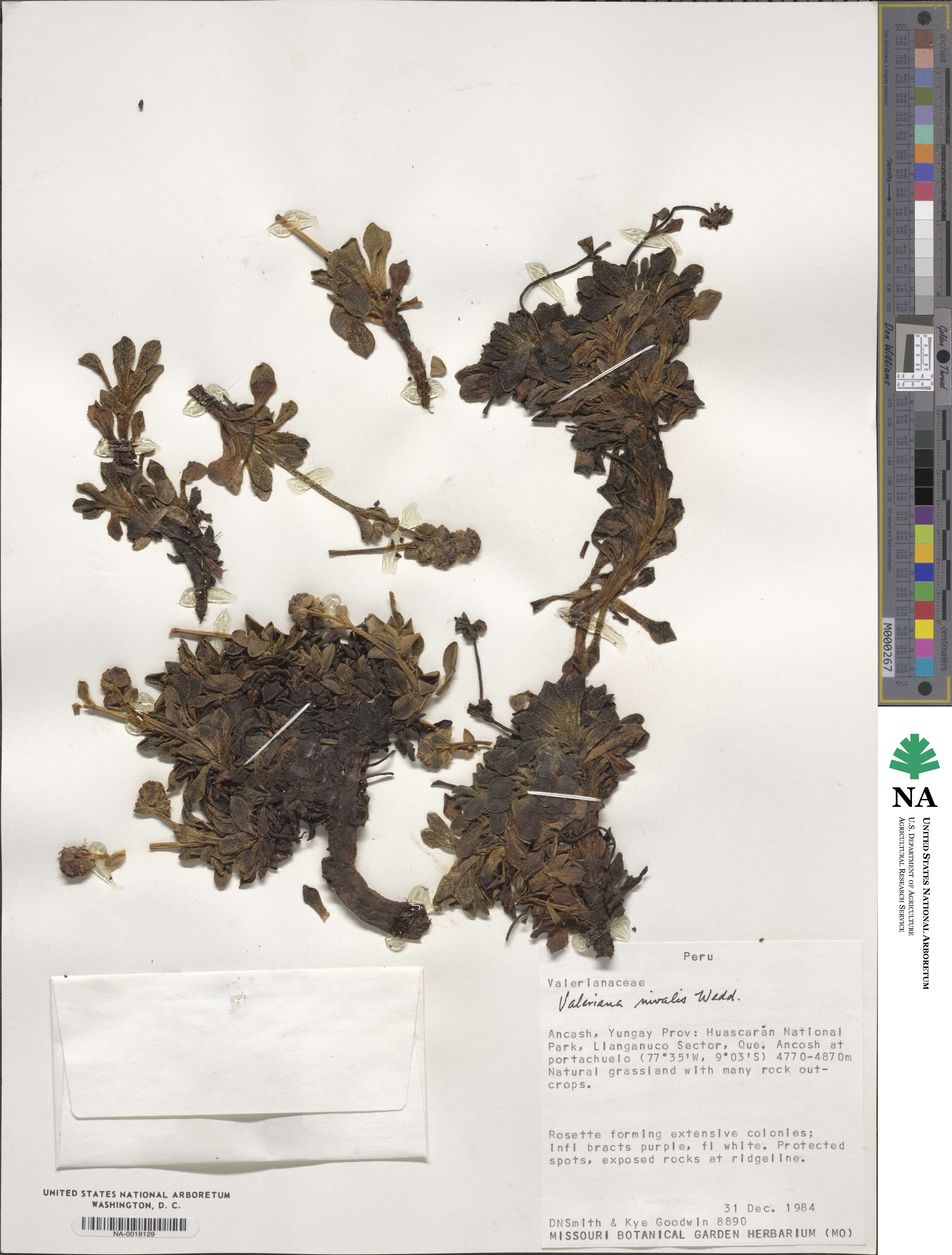 Valeriana nivalis image
