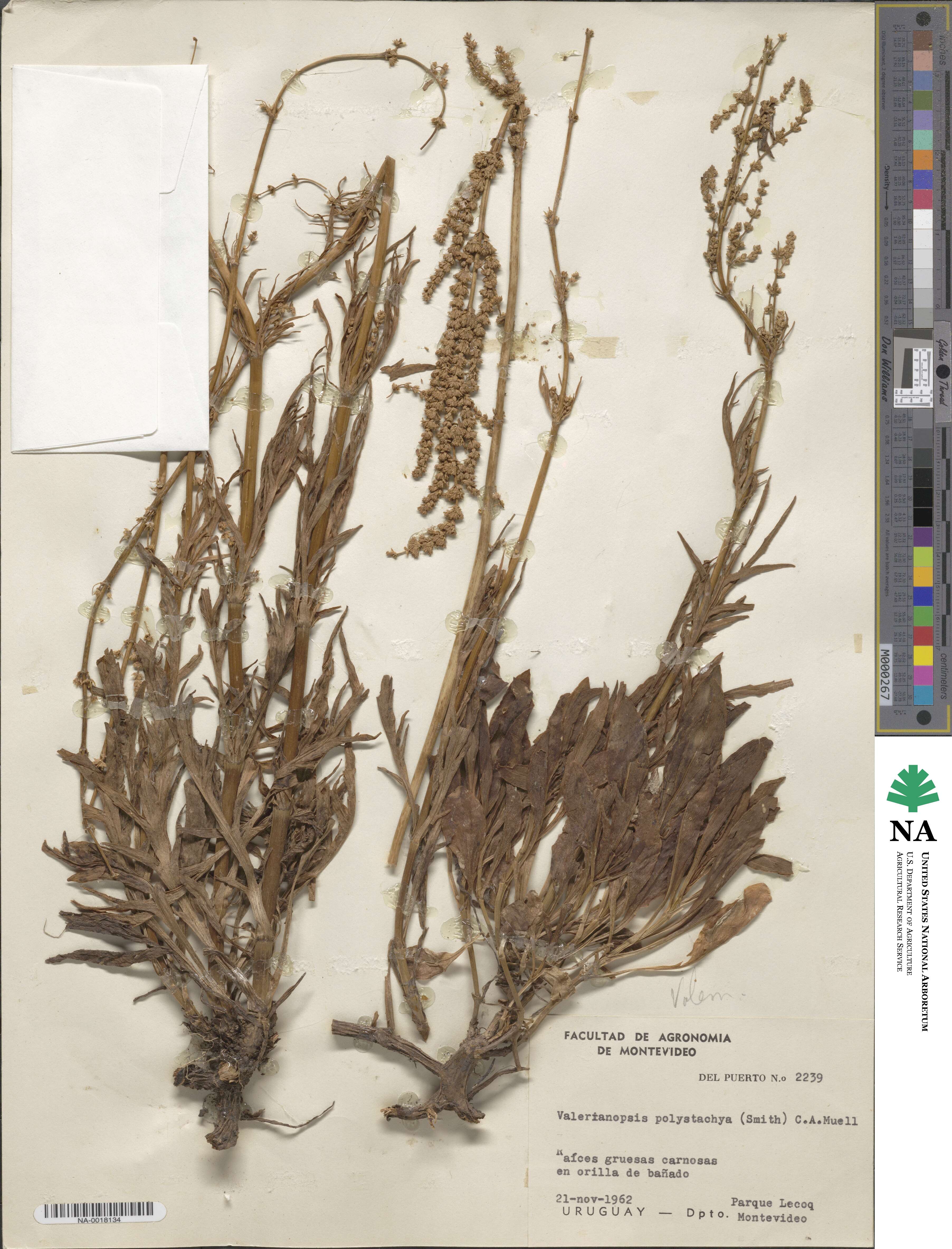 Valeriana polystachya image