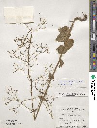 Valeriana urticifolia image