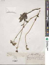 Valeriana stricta image