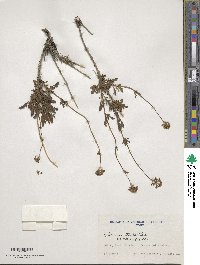 Valeriana stricta image