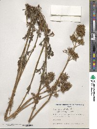 Valeriana stricta image