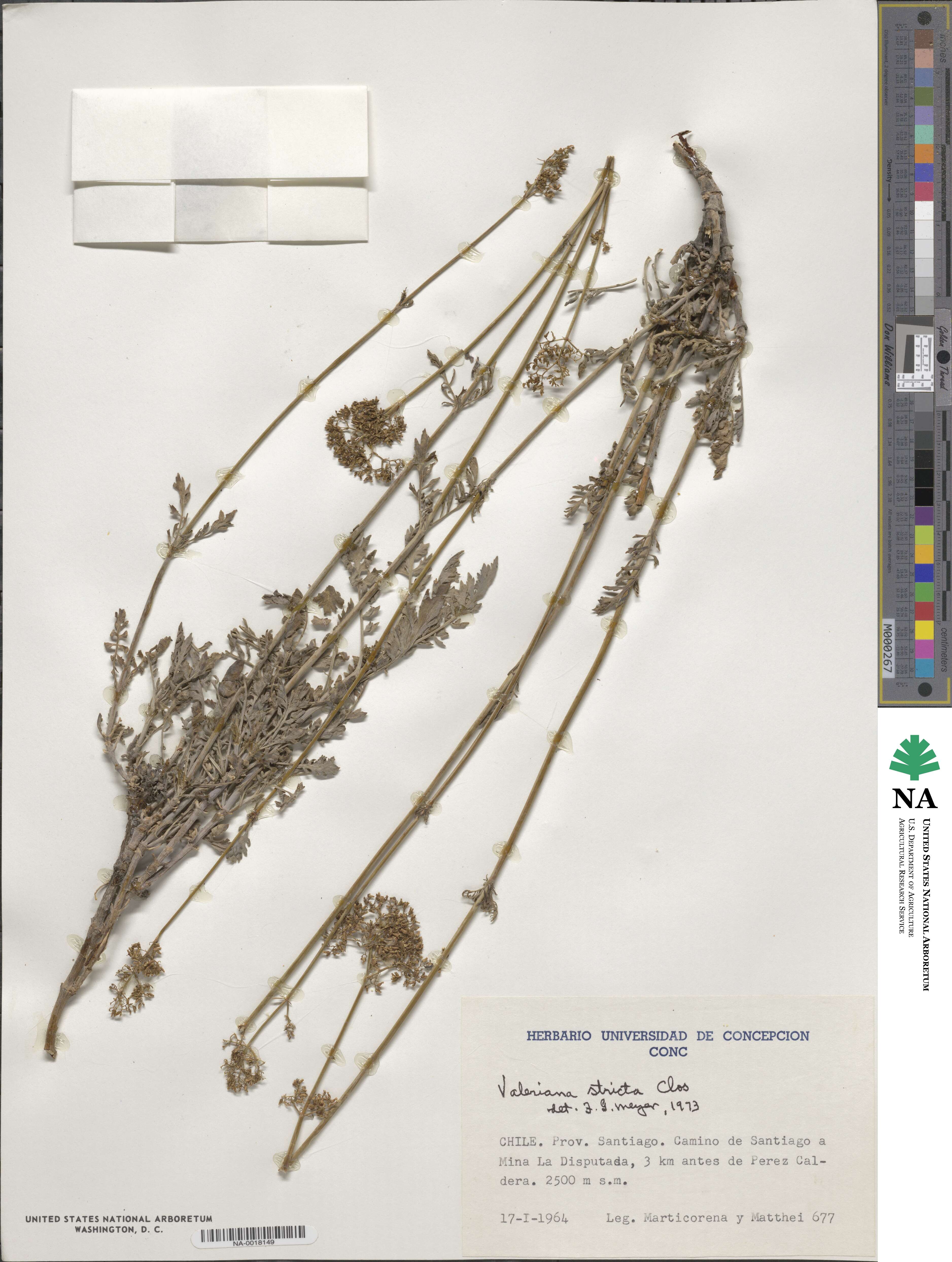 Valeriana stricta image