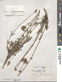 Valeriana stricta image