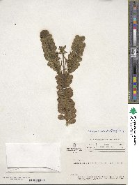 Valeriana spicata image