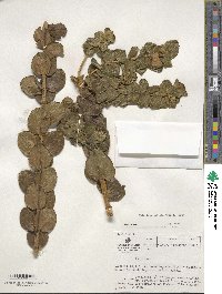 Valeriana spicata image