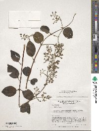 Valeriana laurifolia image