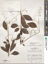 Valeriana laurifolia image