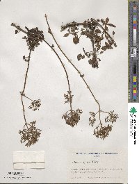 Valeriana polemoniifolia image