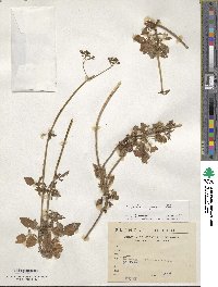 Valeriana polemoniifolia image