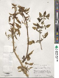 Valeriana polemoniifolia image