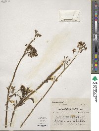 Valeriana stricta image