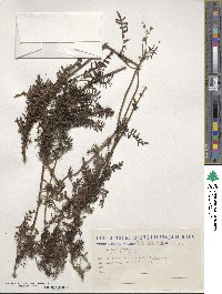 Valeriana glaziovii image