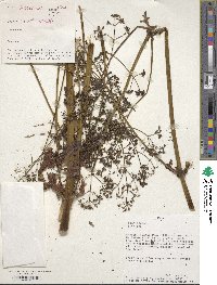 Valeriana pratensis image