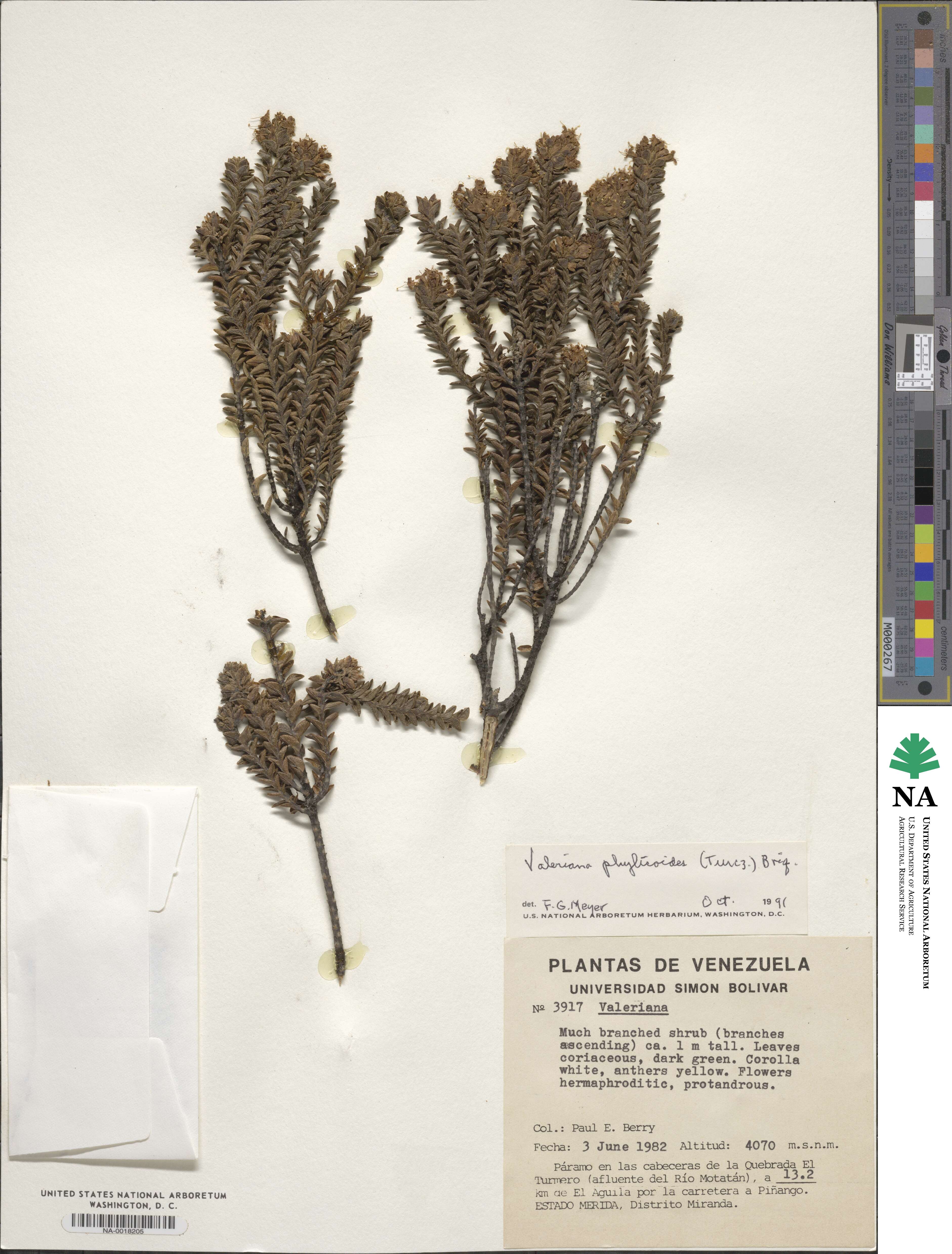 Valeriana phylicoides image