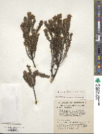 Valeriana phylicoides image