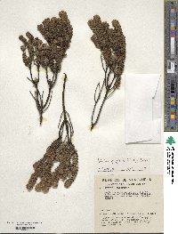 Valeriana phylicoides image