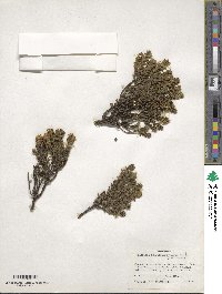 Valeriana phylicoides image