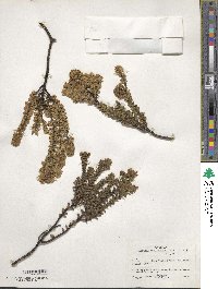 Valeriana phylicoides image