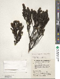 Valeriana phylicoides image