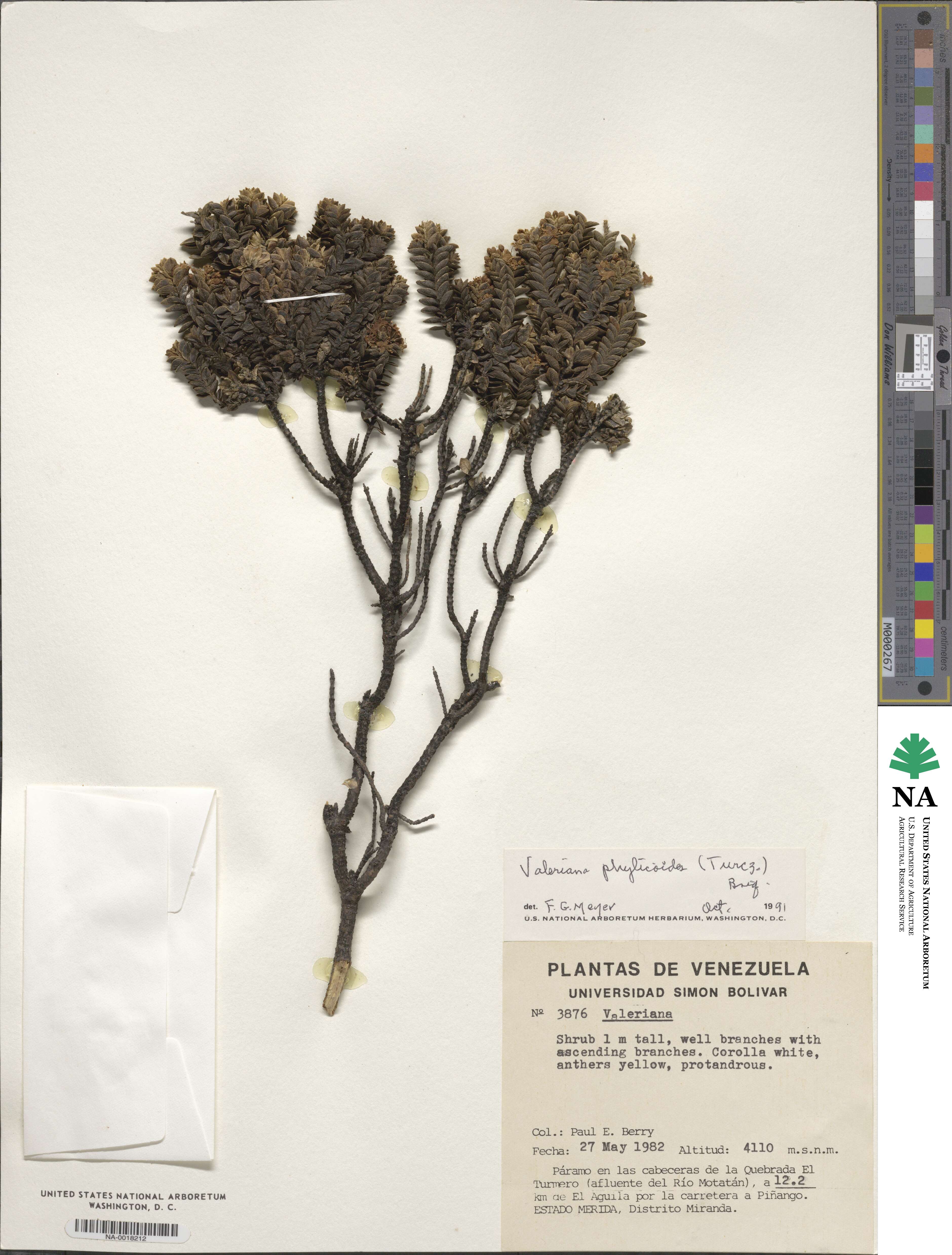 Valeriana phylicoides image