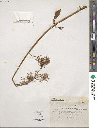 Valeriana bridgesii image