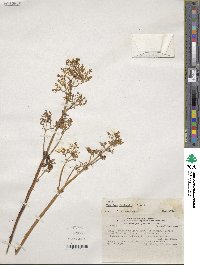 Valeriana bridgesii image