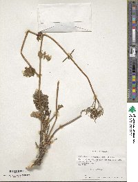 Valeriana bridgesii image