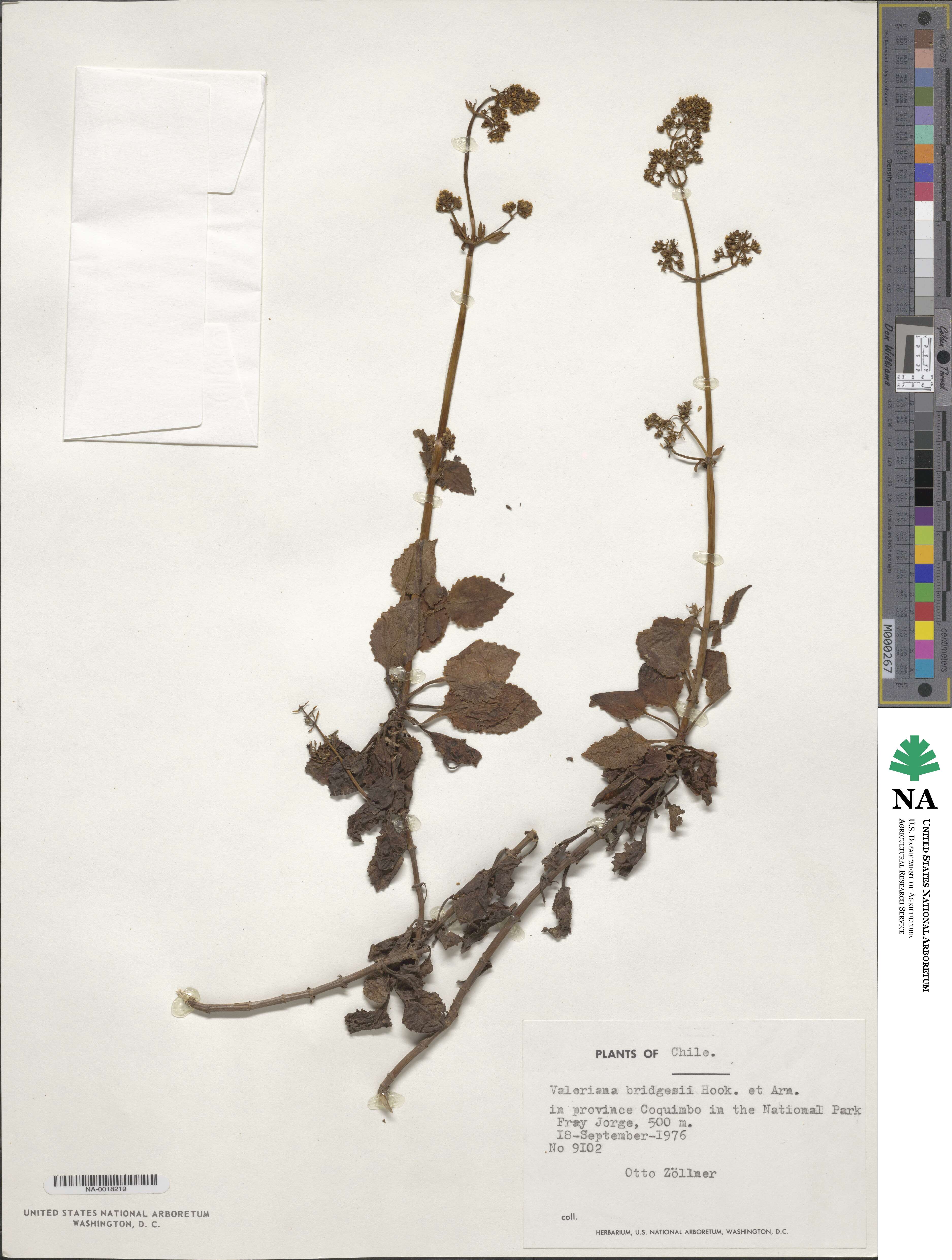 Valeriana bridgesii image