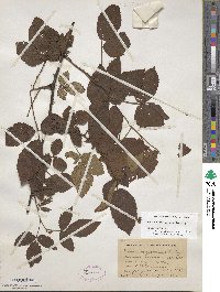 Rubus argutus image