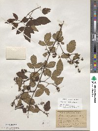 Rubus argutus image