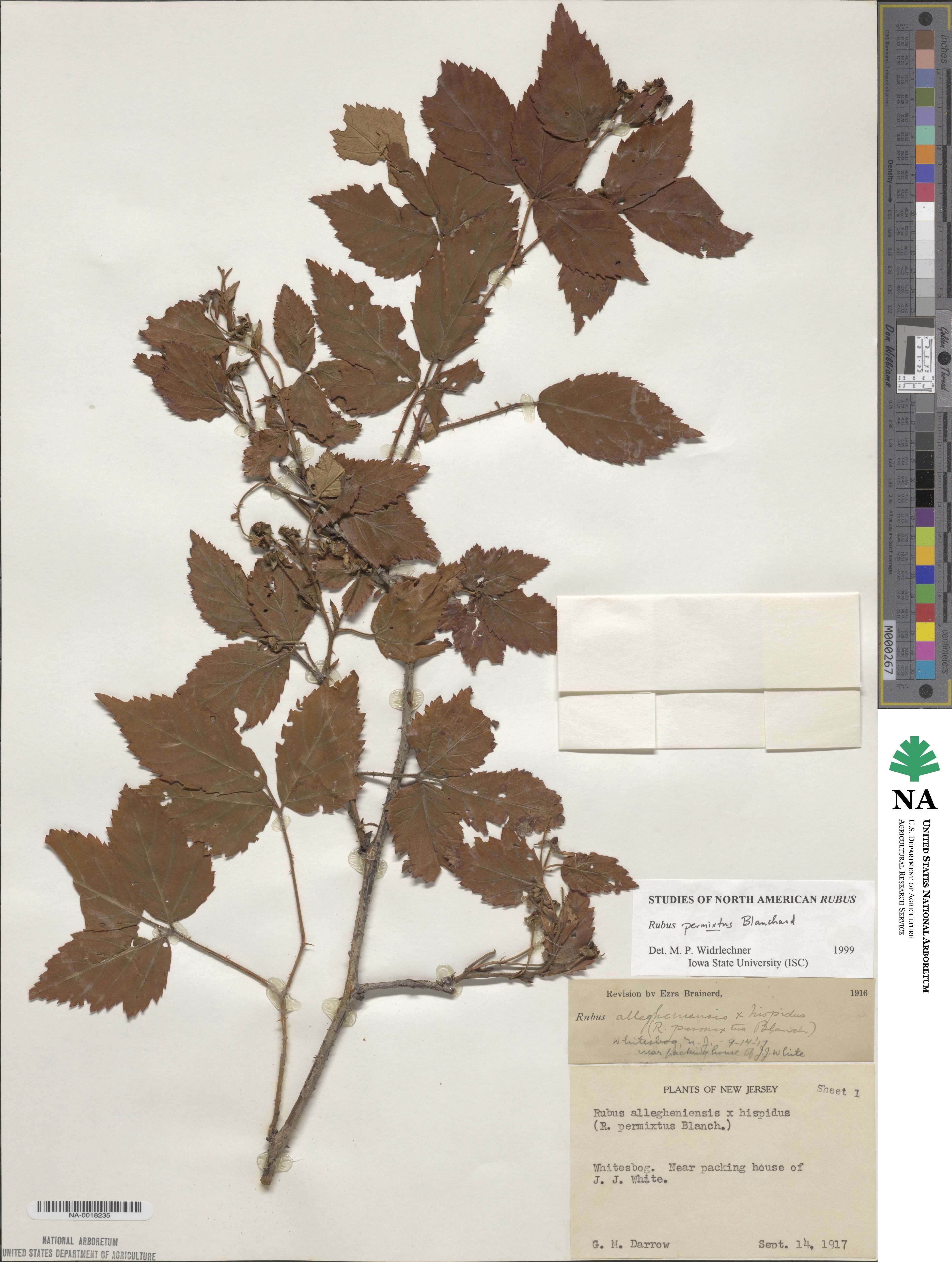 Rubus permixtus image