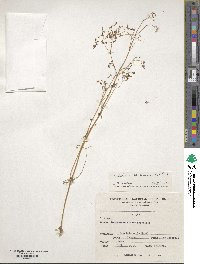 Valeriana decussata image