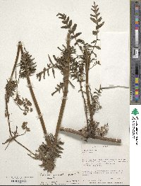 Valeriana decussata image