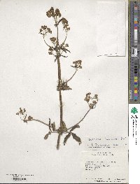 Valeriana decussata image