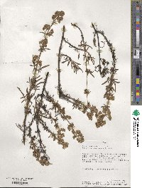 Valeriana decussata image