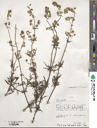 Valeriana decussata image