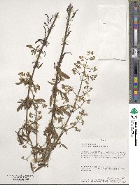 Valeriana decussata image