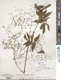 Valeriana decussata image