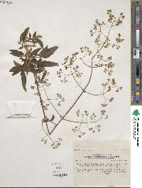 Valeriana decussata image