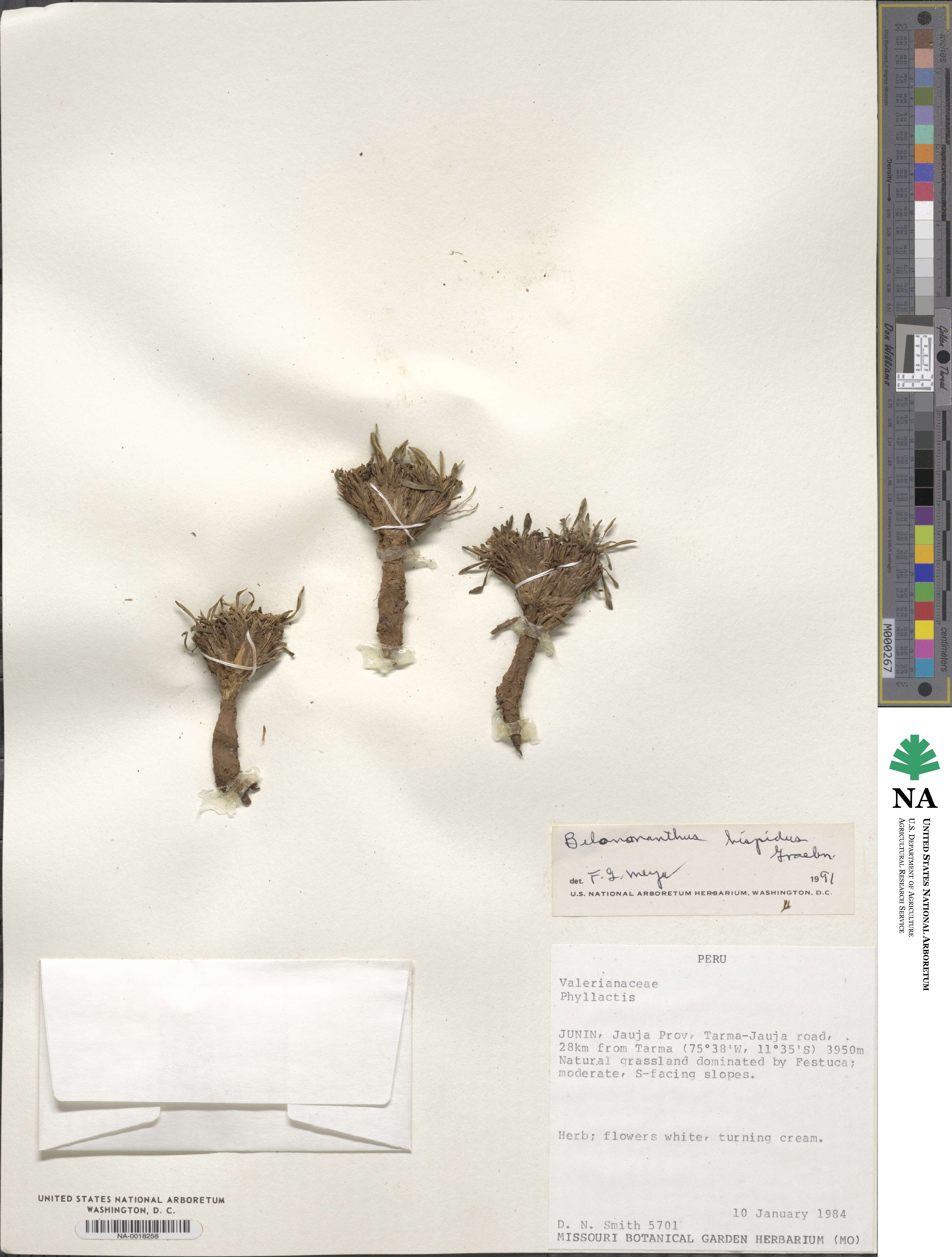 Valeriana niphobia image