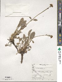 Valeriana carnosa image