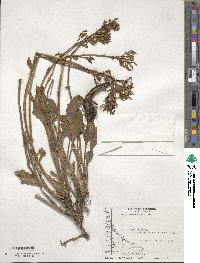 Valeriana carnosa image