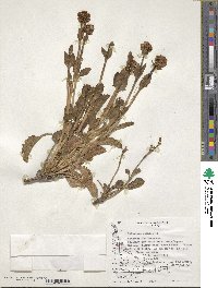 Valeriana carnosa image