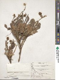 Valeriana carnosa image