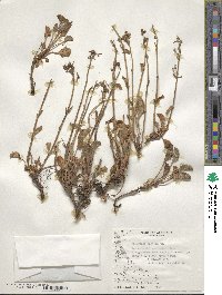 Valeriana carnosa image