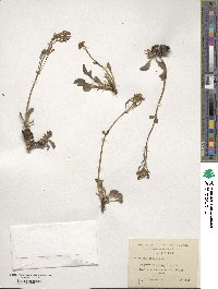 Valeriana carnosa image