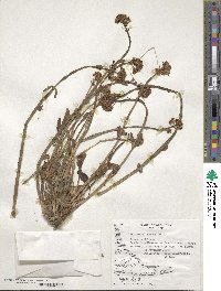 Valeriana carnosa image