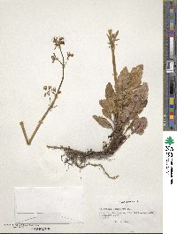 Valeriana laxiflora image