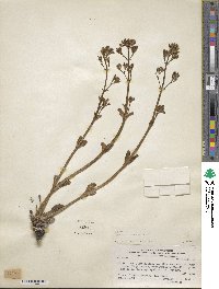 Valeriana carnosa image